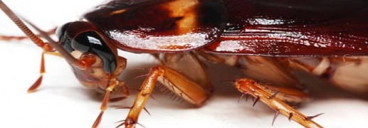 cockroaches pest control Perth