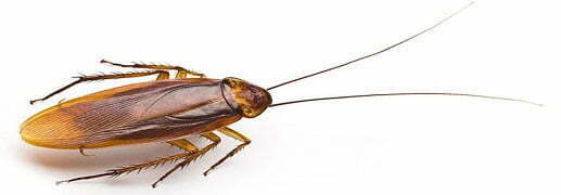 Cockroaches Pest Control Services to Flush Out Pest