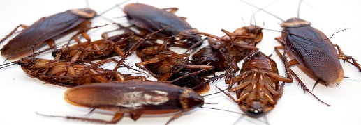 Fighting the Cockroach Menace in Households by Pest Control Services